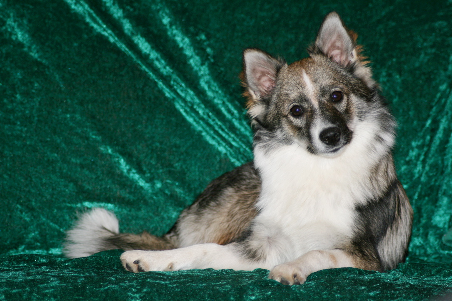 Deutscher Mittelspitz