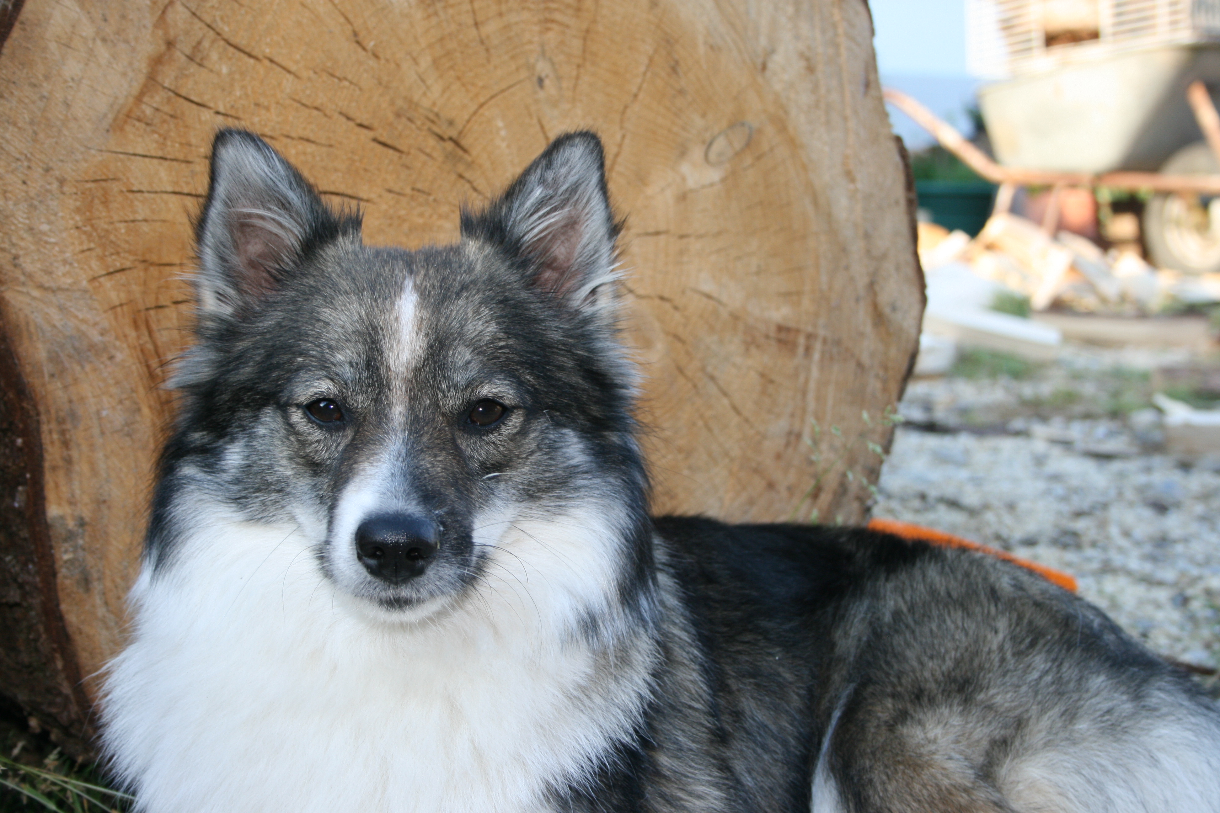 Mittelspitz vom Sternenhimmel